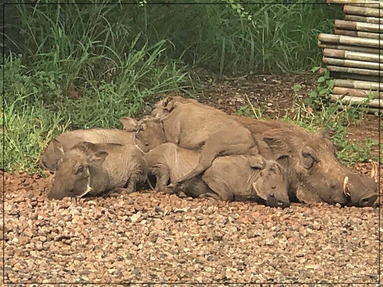 #515onwarthog
