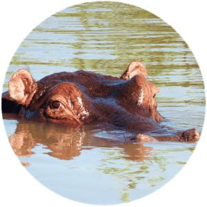 #515onwarthog