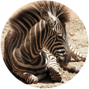 #515onwarthog